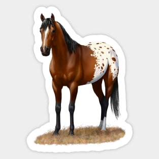 Beautiful Brown Bay Appaloosa Quarter Horse Sticker